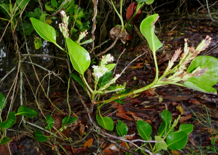 Australian Mangroves Plumbaginaceae